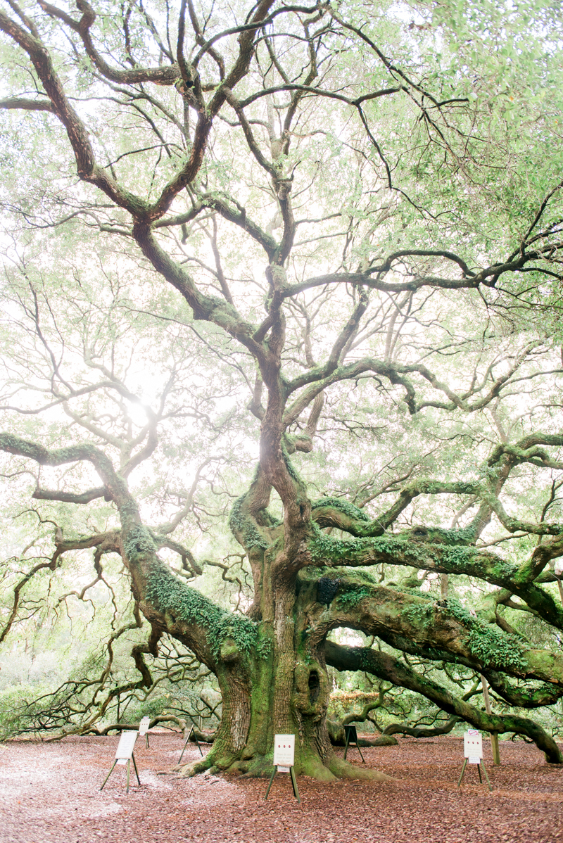 charleston-south-carolina-travel-photographer-0281-photo