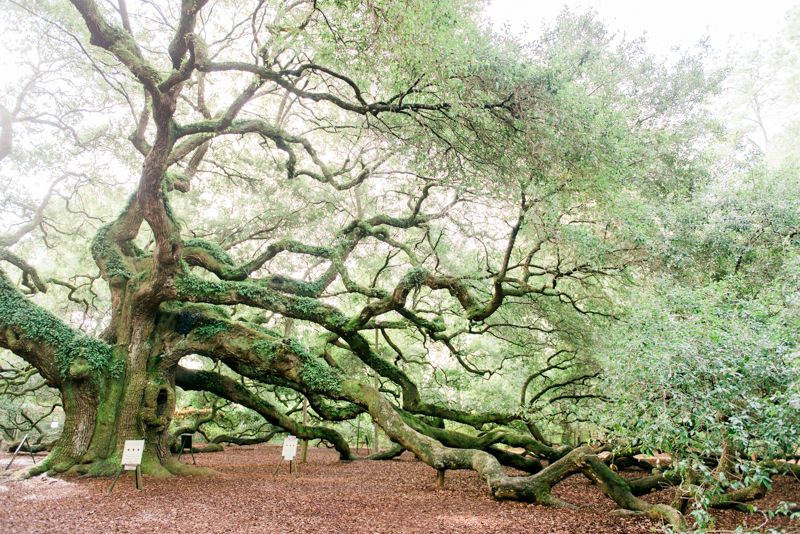 charleston-south-carolina-travel-photographer-0282-photo