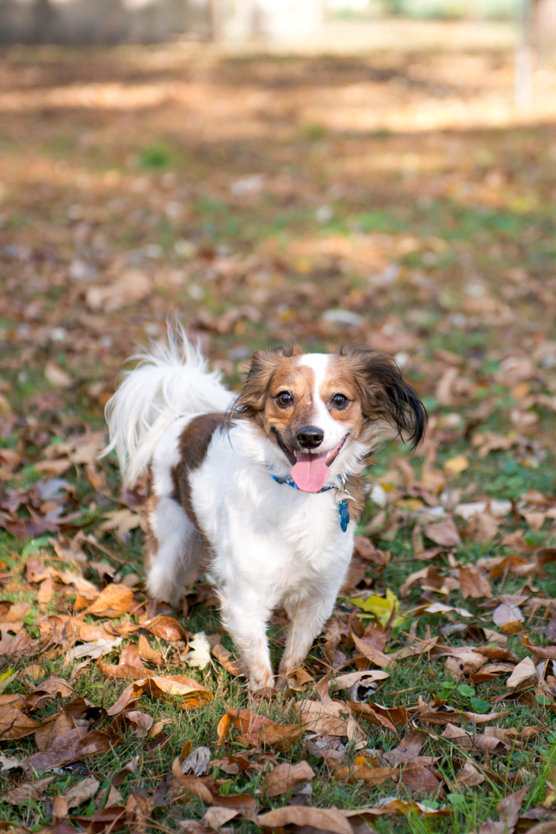 maryland-wedding-photographer-dog-papillon-baltimore-0001-photo