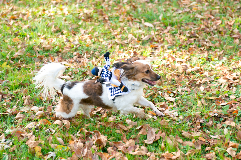 maryland-wedding-photographer-dog-papillon-baltimore-0003-photo