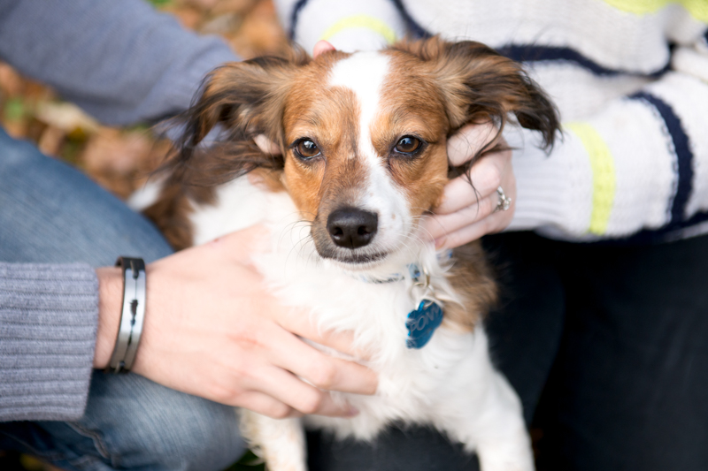 maryland-wedding-photographer-dog-papillon-baltimore-0004-photo