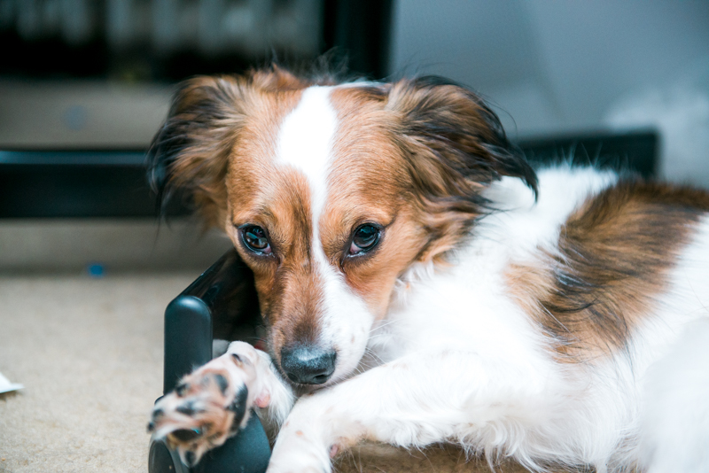 maryland-wedding-photographer-dog-papillon-baltimore-0006-photo