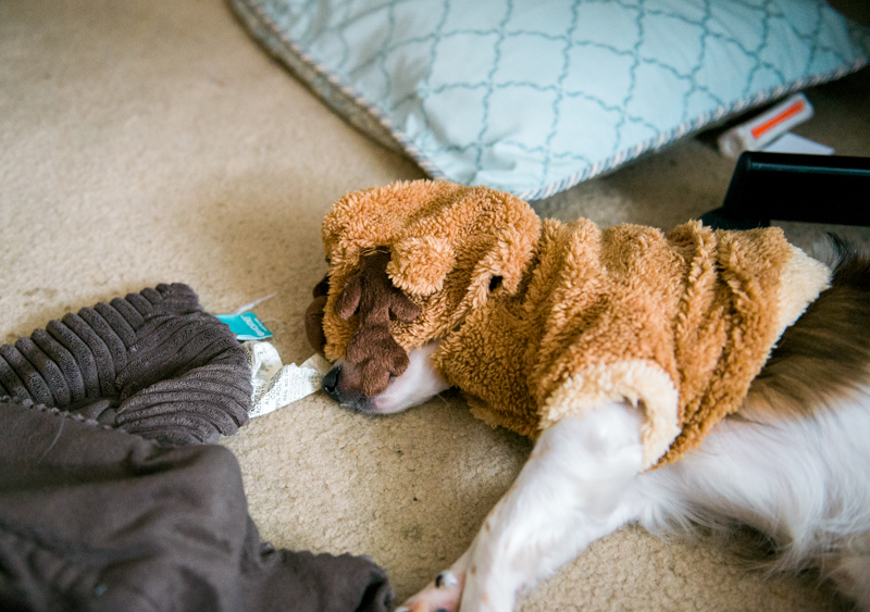 maryland-wedding-photographer-dog-papillon-baltimore-0007-photo