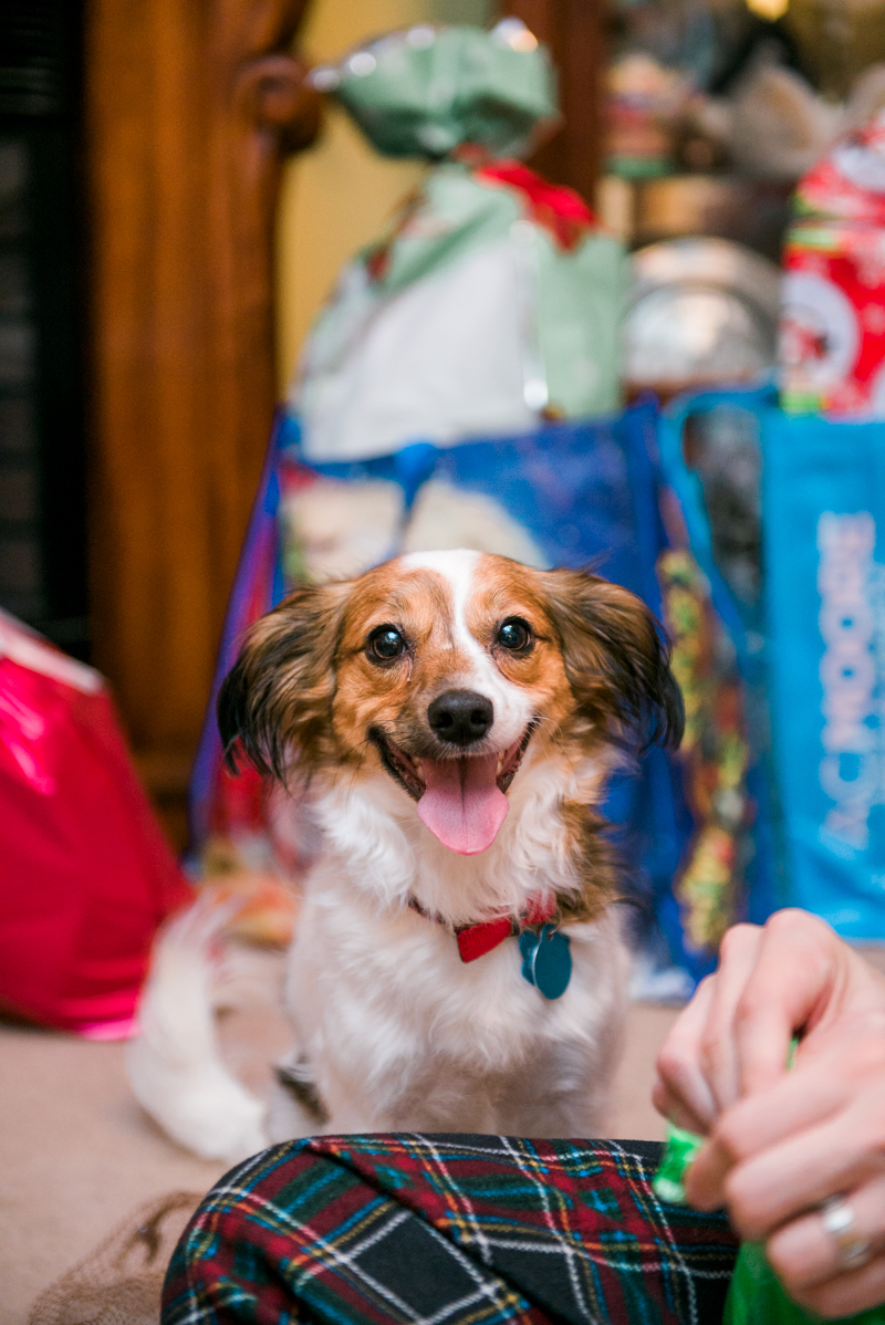 maryland-wedding-photographer-dog-papillon-baltimore-0008-photo