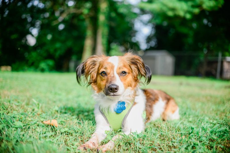 maryland-wedding-photographer-dog-papillon-baltimore-0011-photo