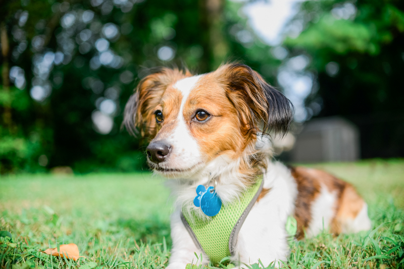 maryland-wedding-photographer-dog-papillon-baltimore-0012-photo