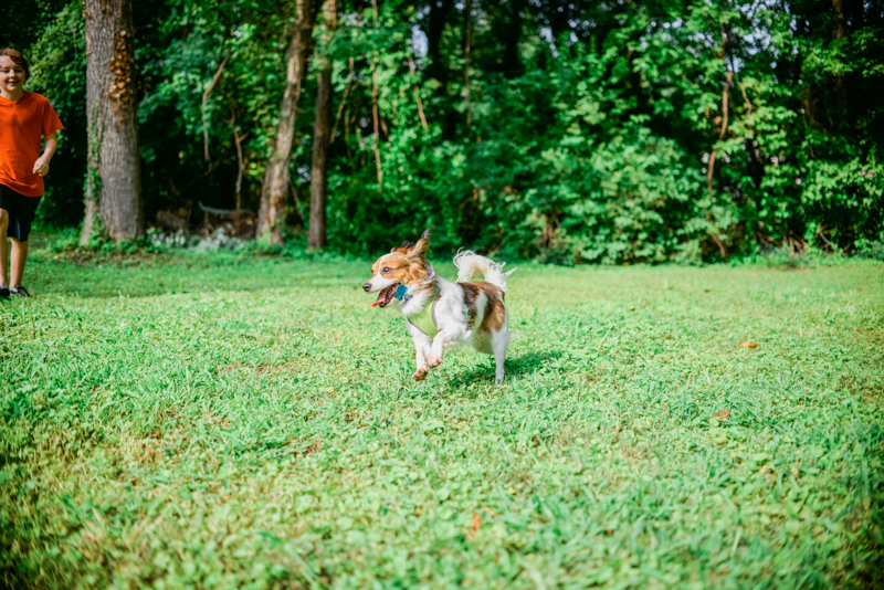 maryland-wedding-photographer-dog-papillon-baltimore-0014-photo