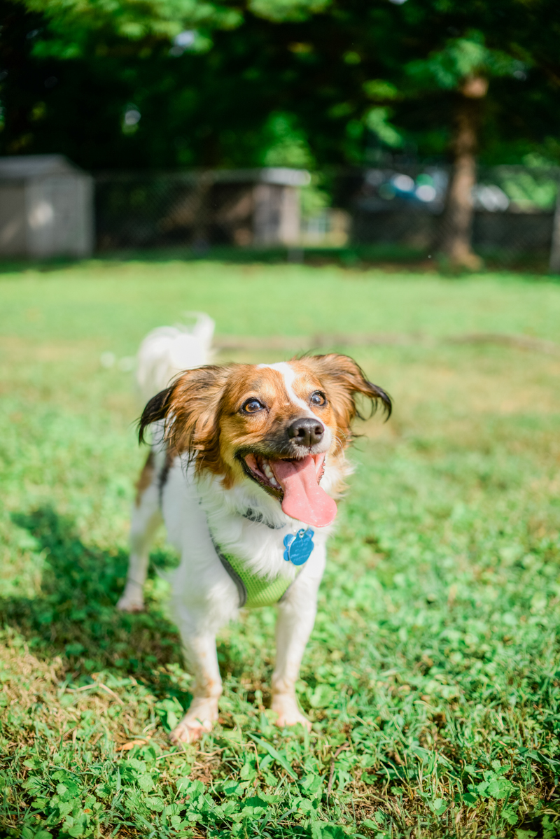 maryland-wedding-photographer-dog-papillon-baltimore-0015-photo