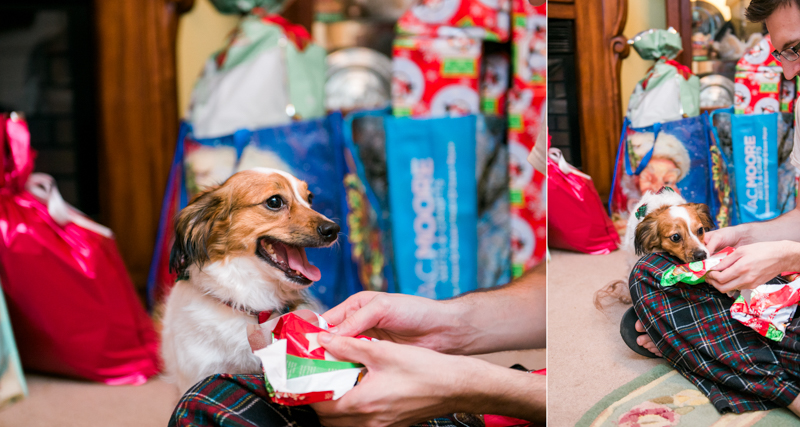 maryland-wedding-photographer-dog-papillon-baltimore-t002-photo