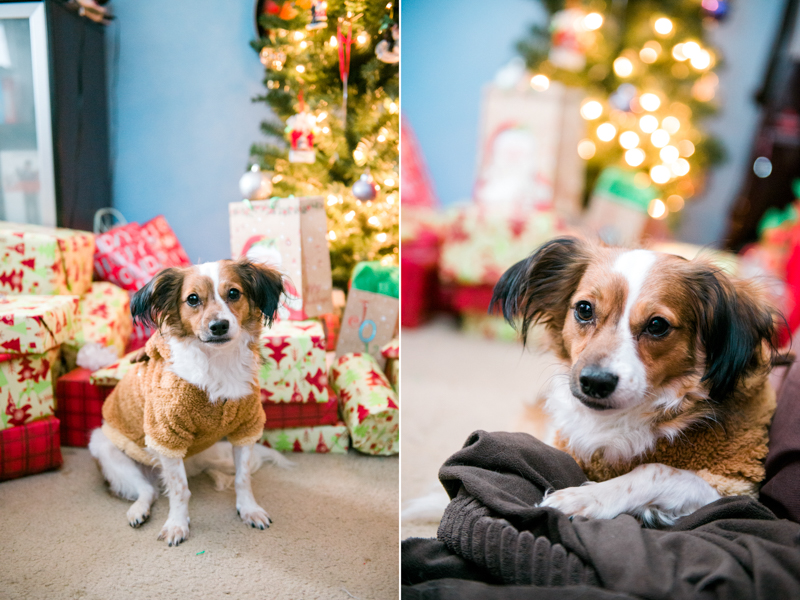 maryland-wedding-photographer-dog-papillon-baltimore-t004-photo