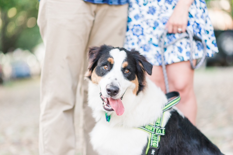 old town alexandria engagement photography virginia maryland dog