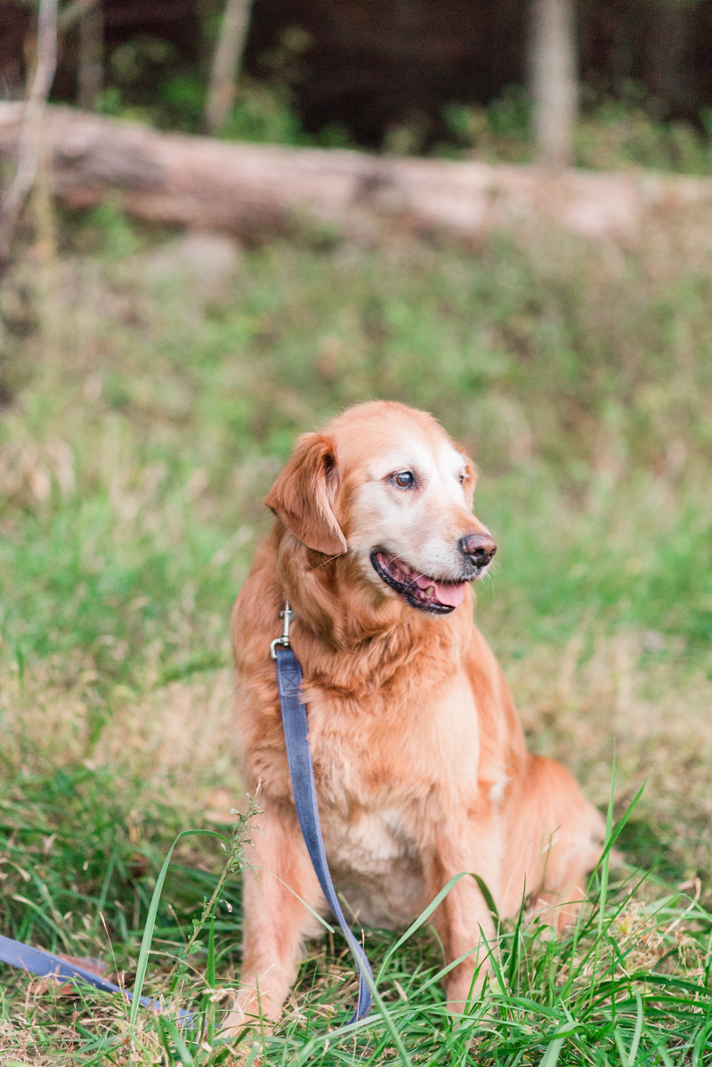 Middle Patuxent Environmental Area Engagement Session with Dog