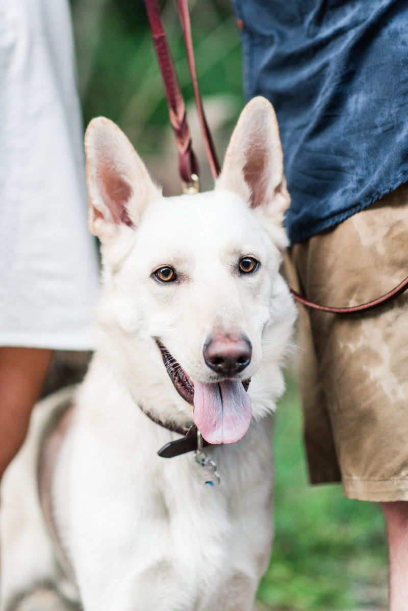 Wedding Photographers in Maryland Year Review Engagement Family Pets