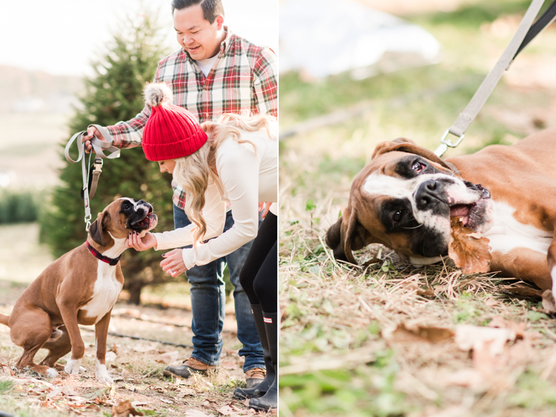 Wedding Photographers in Maryland Pine Valley Farms Family Session Christmas Boxer McQueen