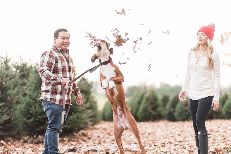 Wedding Photographers in Maryland Pine Valley Farms Family Session Christmas Boxer McQueen