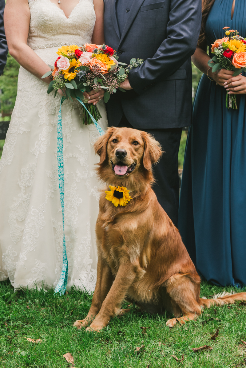 Chanteclaire Farm Wedding Photographer Friendsville Maryland Dog Party