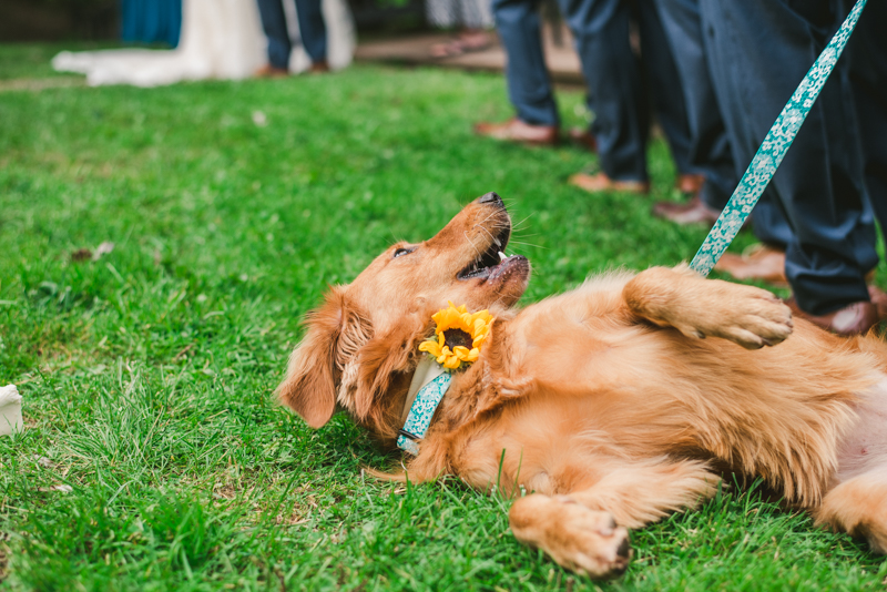 Chanteclaire Farm Wedding Photographer Friendsville Maryland Ceremony Dog