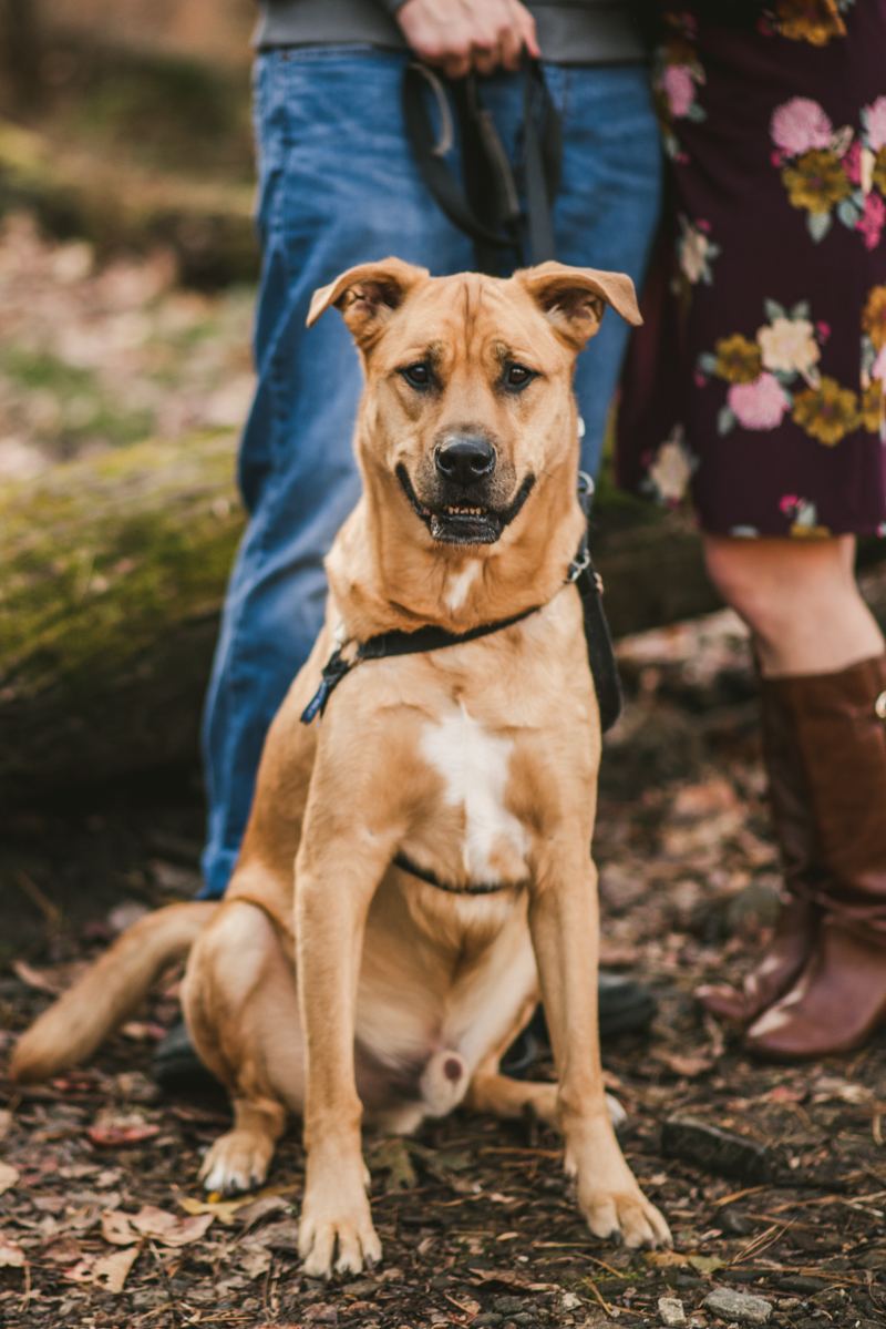 Wedding Photographers in Maryland Patapsco Valley Park Baltimore Engagement Session