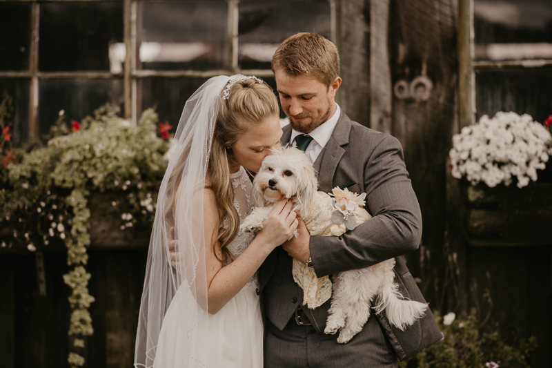 Stunning bride and groom wedding portraits at the Vineyards of Mary's Meadow in Darlington, Maryland by Britney Clause Photography