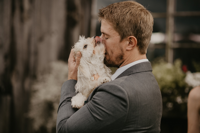 Stunning bride and groom wedding portraits at the Vineyards of Mary's Meadow in Darlington, Maryland by Britney Clause Photography